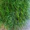 Искусственная трава AUGUST GREENECO 50мм/2м