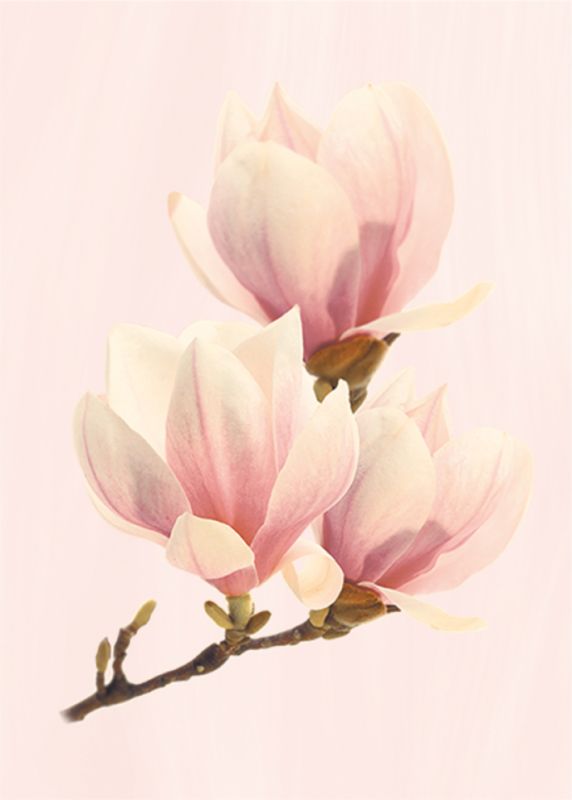 Керамическая плитка Агата Декор 250*350 розовый сортовой (1*15) ВКЗ (Волгоград)  для ванной комнаты