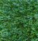Искусственная трава ECOGREEN 20мм/2м