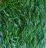 Искусственная трава ECOGREEN 50мм/2м