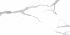 Calacatta Grey (R2) Steppe Ceramics Керамогранит 600*1200 матовый (0,72*2=1,44*30) Казахстан